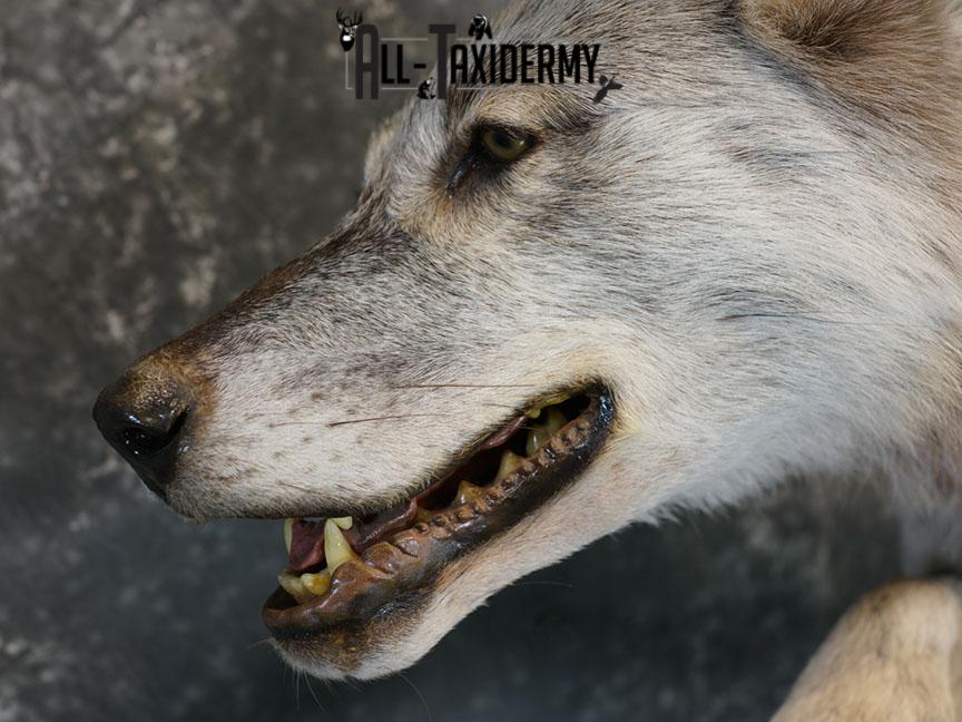 Blue Full Body Wolf Taxidermy Mount for sale SKE 2215 - Image 14