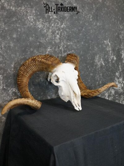 Dall Sheep european skull taxidermy for sale SKU 2171