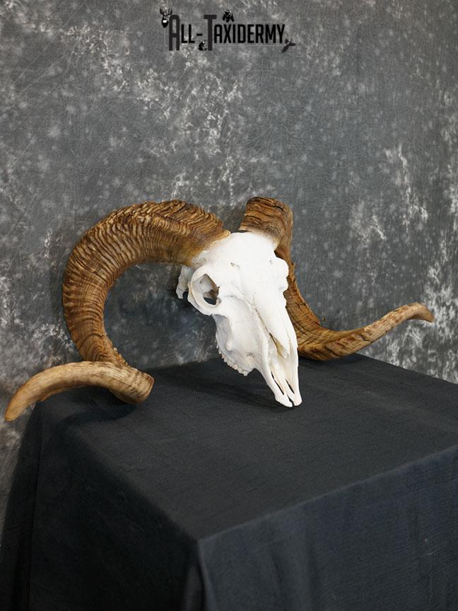 Dall Sheep european skull taxidermy for sale SKU 2171
