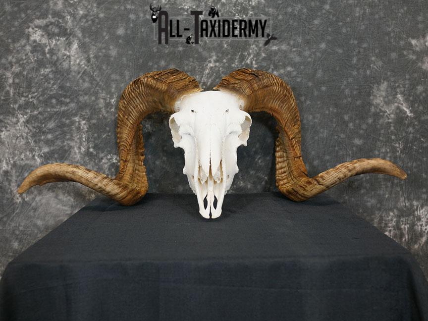 Dall Sheep european skull taxidermy for sale SKU 2171 - Image 2