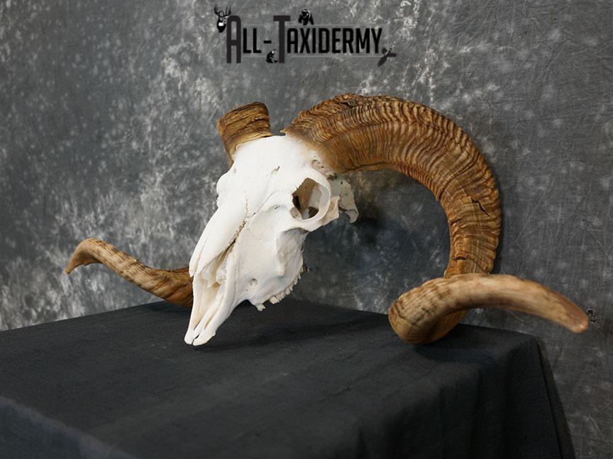 Dall Sheep european skull taxidermy for sale SKU 2171 - Image 6
