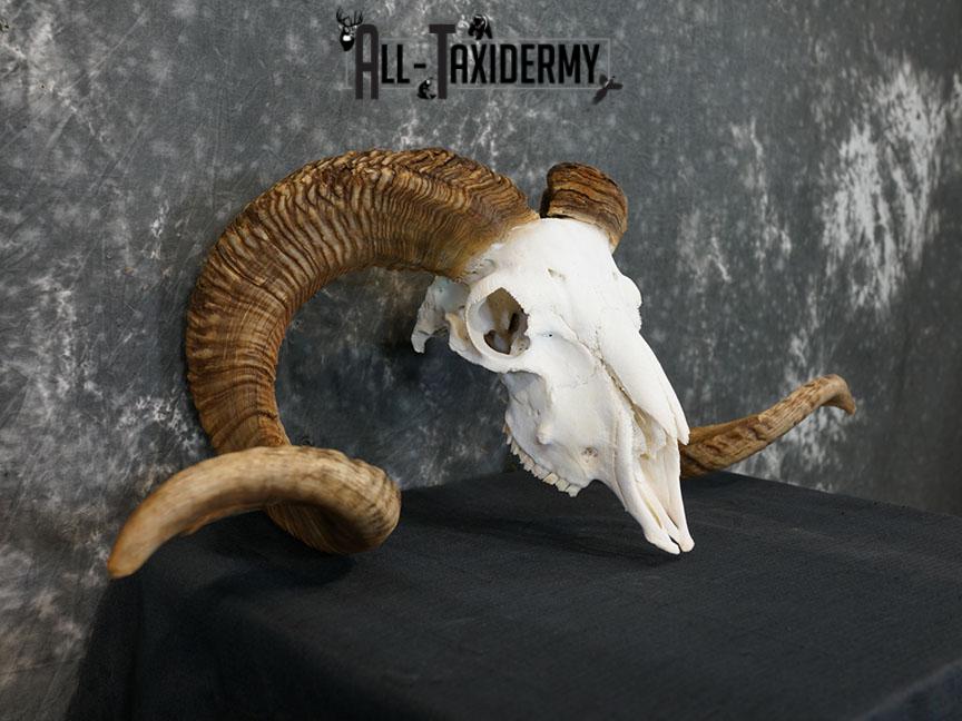 Dall Sheep european skull taxidermy for sale SKU 2171 - Image 5