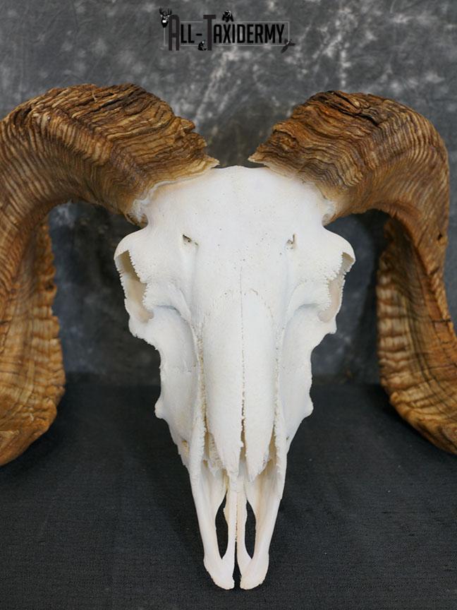 Dall Sheep european skull taxidermy for sale SKU 2171 - Image 3