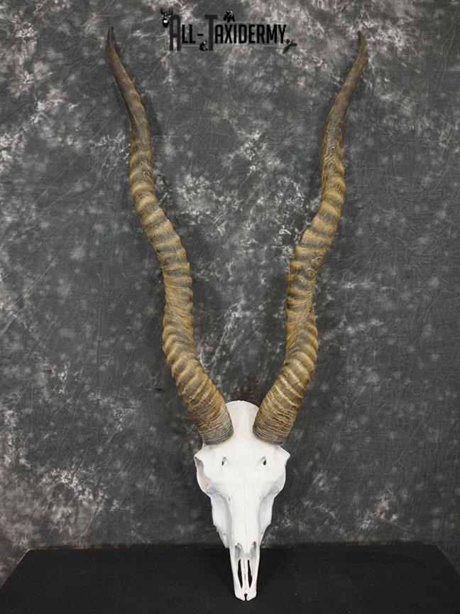 Indian Black buck european skull SCI Silver SKU 2173