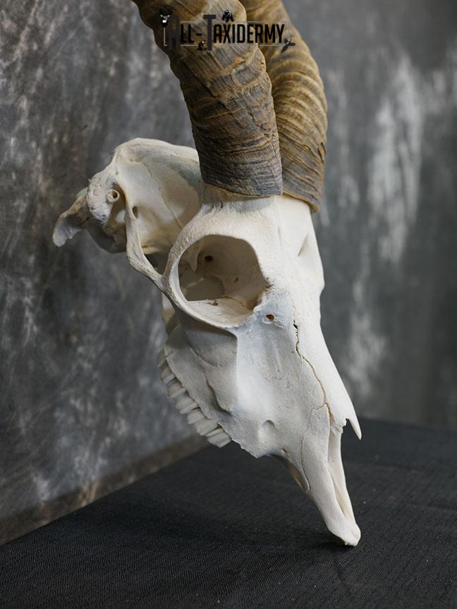 Indian Black buck european skull SCI Silver SKU 2173 - Image 4