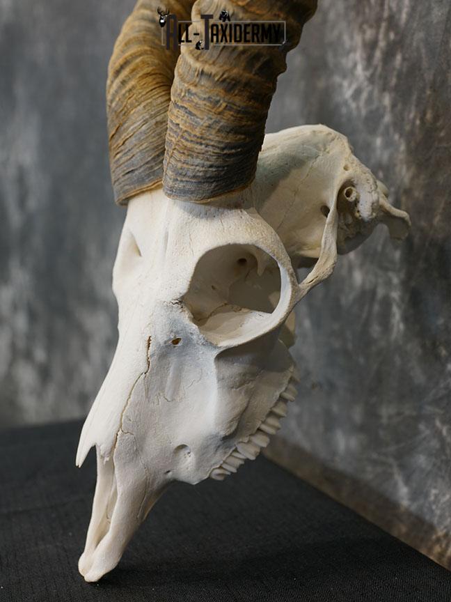 Indian Black buck european skull SCI Silver SKU 2173 - Image 3