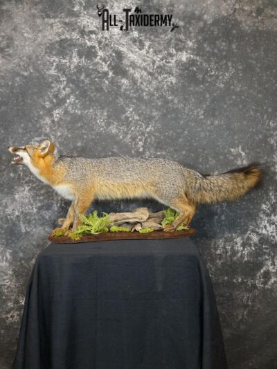 Full Body gray fox taxidermy mount SKU 2331