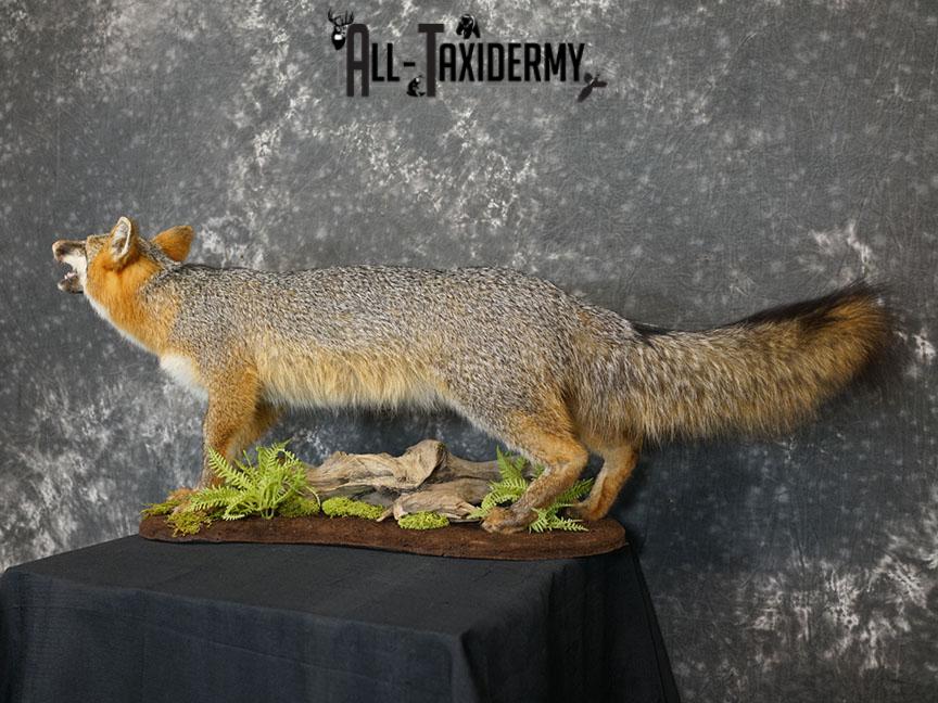 Full Body gray fox taxidermy mount SKU 2331 - Image 8