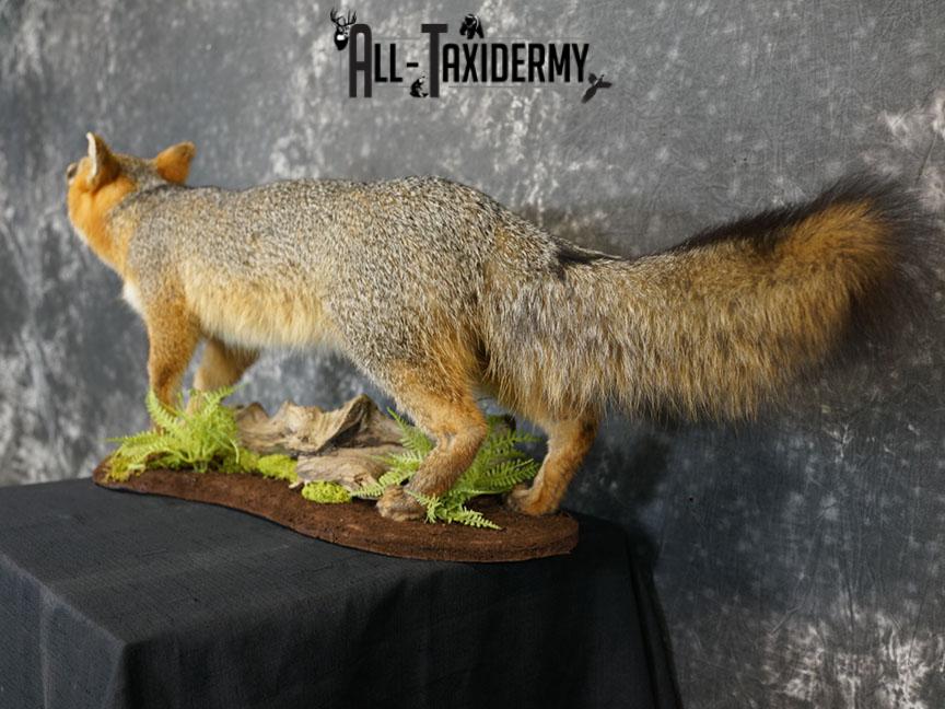 Full Body gray fox taxidermy mount SKU 2331 - Image 7