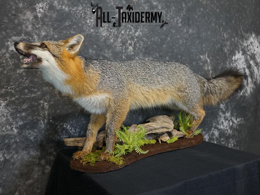 Full Body gray fox taxidermy mount SKU 2331 - Image 6