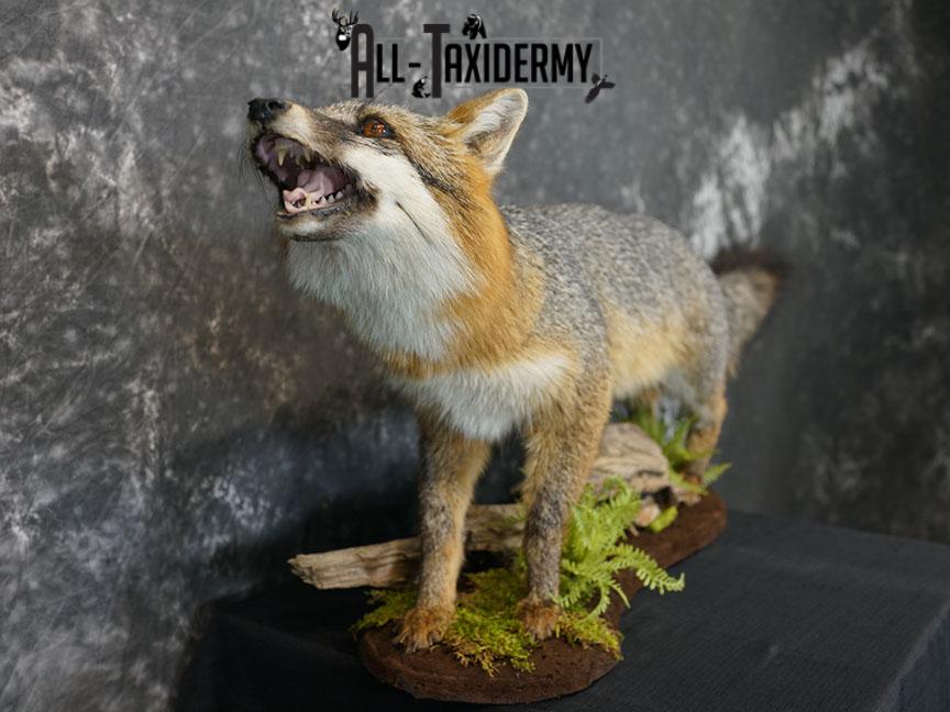 Full Body gray fox taxidermy mount SKU 2331 - Image 5
