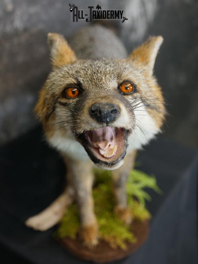 Full Body gray fox taxidermy mount SKU 2331 - Image 4
