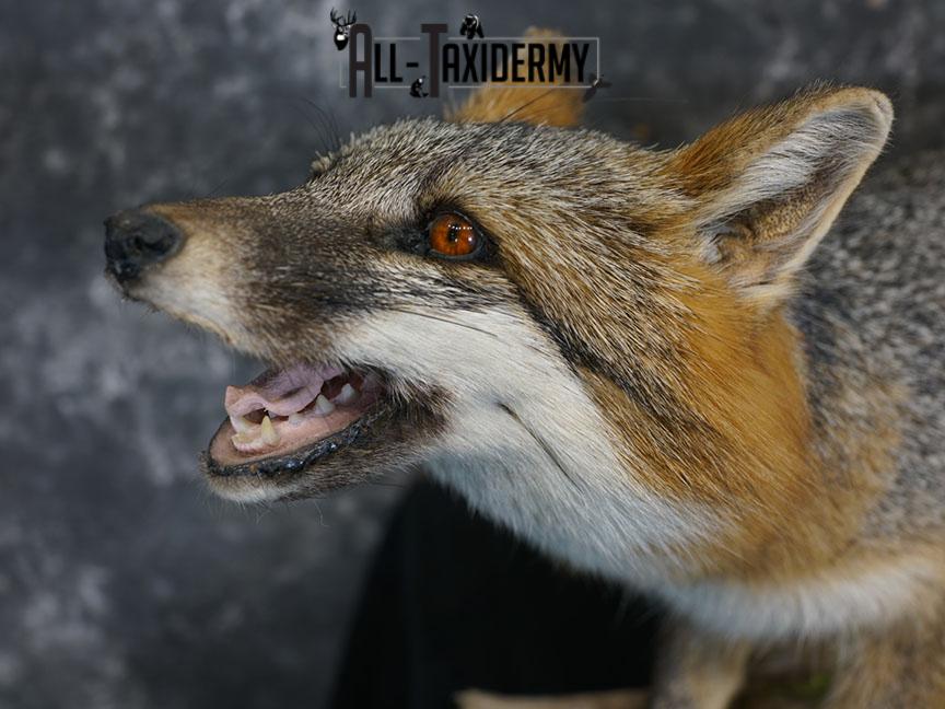 Full Body gray fox taxidermy mount SKU 2331 - Image 3