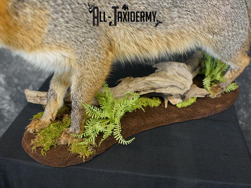 Full Body gray fox taxidermy mount SKU 2331 - Image 2