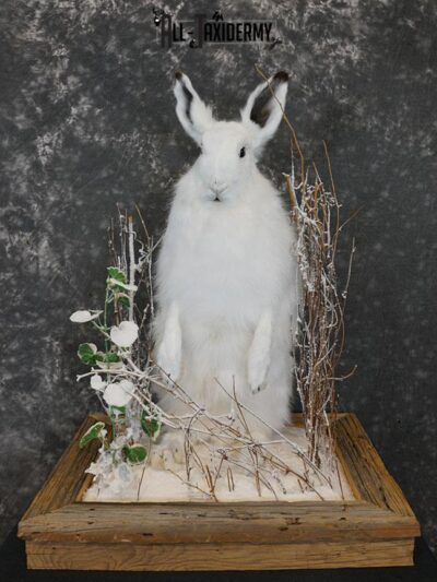 Arctic Hare rabbit taxidermy mount SKU 2310