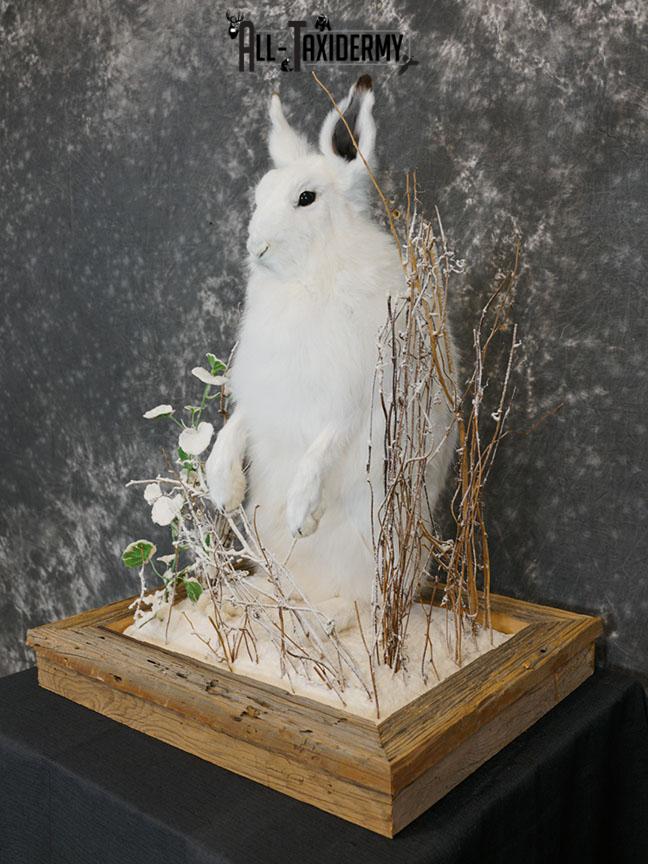 Arctic Hare rabbit taxidermy mount SKU 2310 - Image 2