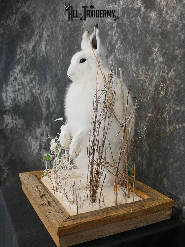 Arctic Hare rabbit taxidermy mount SKU 2310 - Image 6