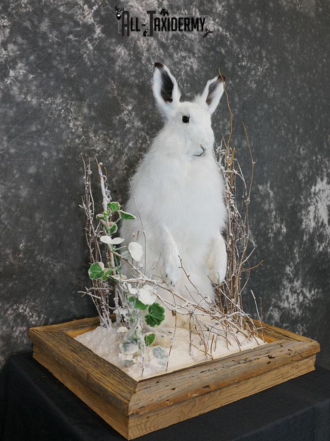 Arctic Hare rabbit taxidermy mount SKU 2310 - Image 5