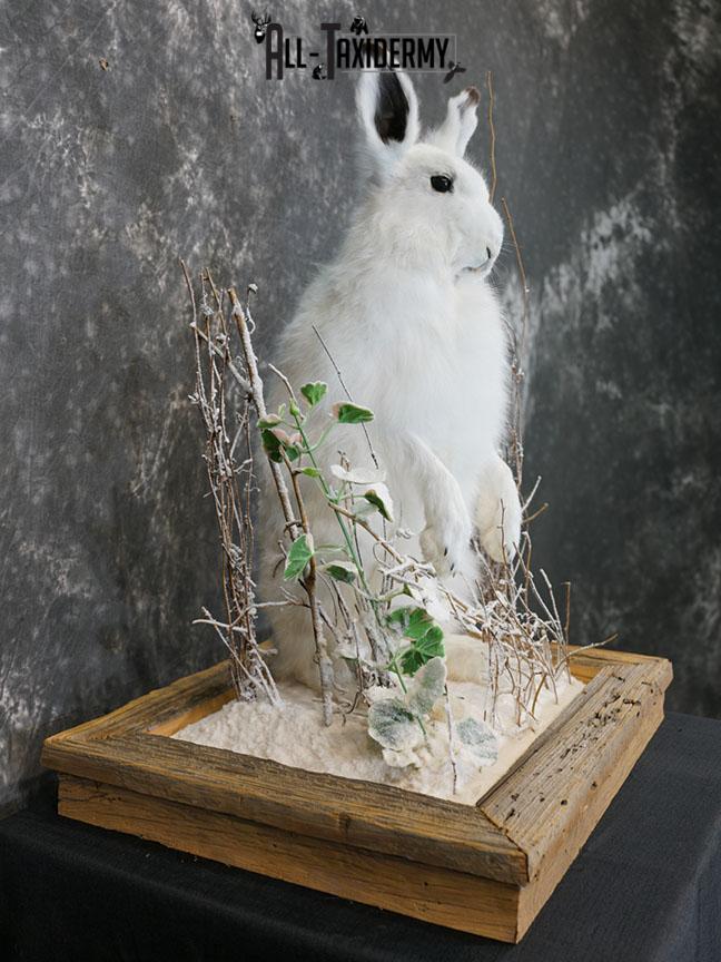 Arctic Hare rabbit taxidermy mount SKU 2310 - Image 4