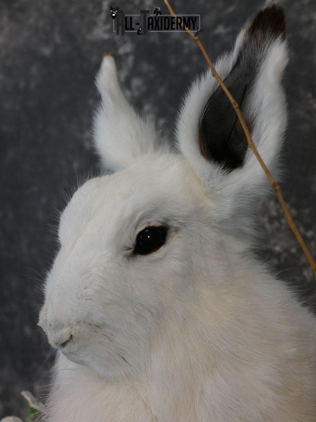 Arctic Hare rabbit taxidermy mount SKU 2310 - Image 7