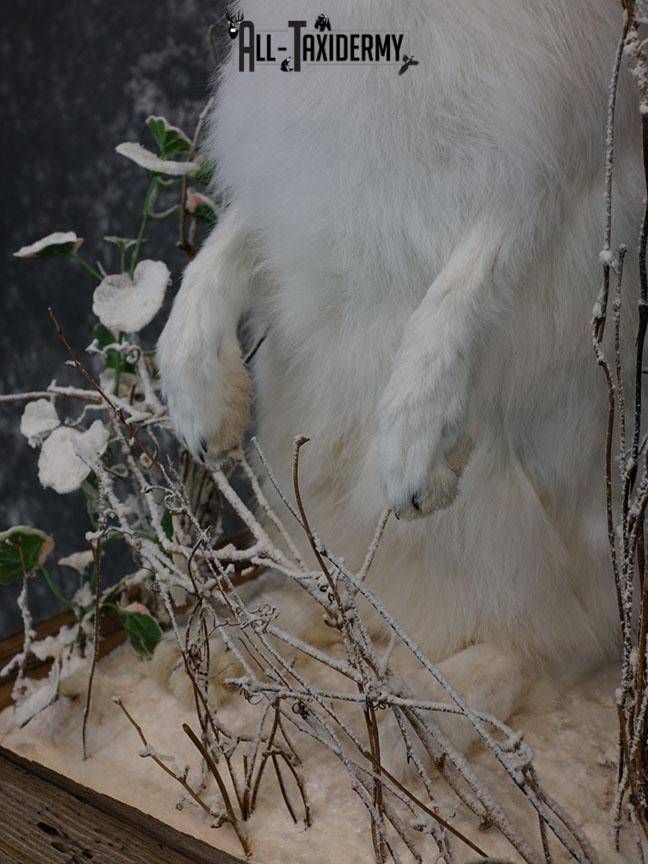 Arctic Hare rabbit taxidermy mount SKU 2310 - Image 3