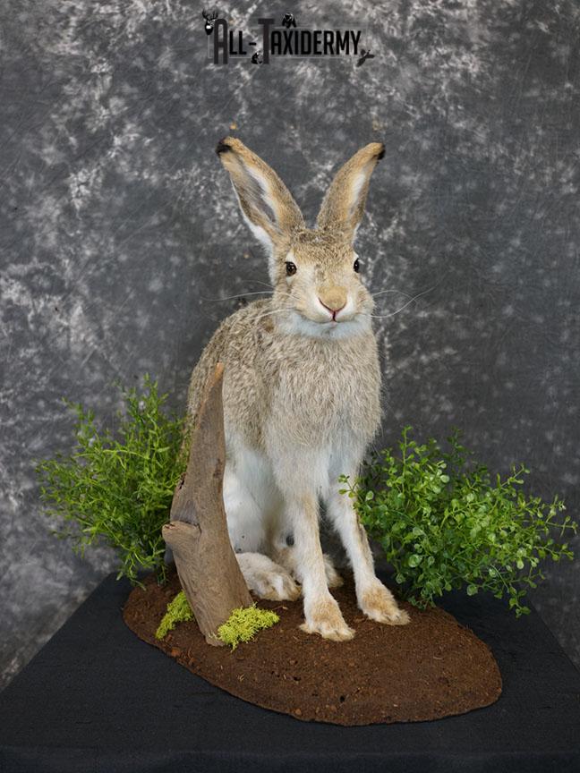 Whitetail Jack Rabbit taxidermy mount SKU 2296