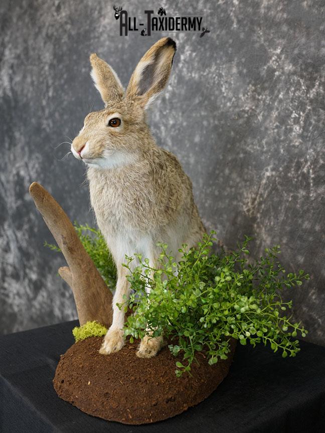 Whitetail Jack Rabbit taxidermy mount SKU 2296 - Image 2