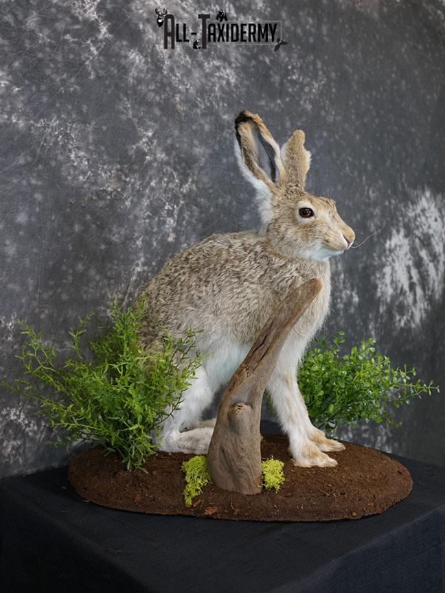 Whitetail Jack Rabbit taxidermy mount SKU 2296 - Image 5
