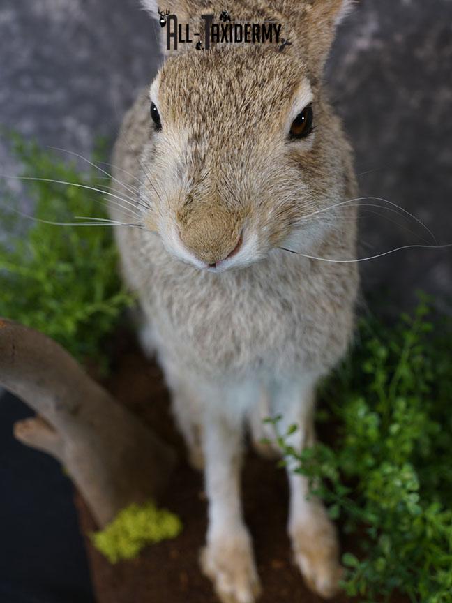 Whitetail Jack Rabbit taxidermy mount SKU 2296 - Image 4