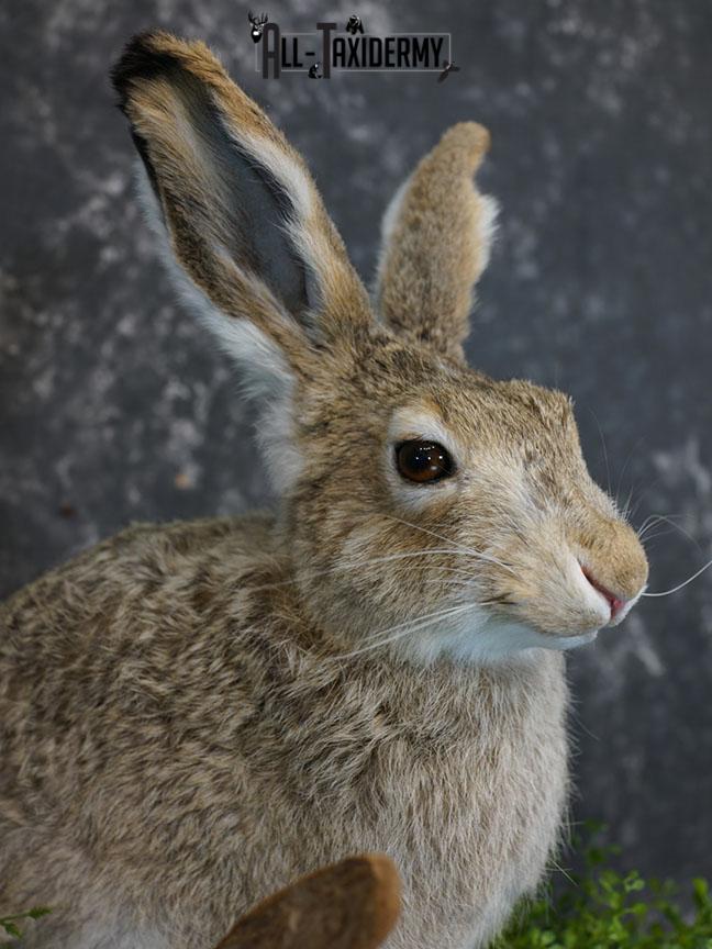 Whitetail Jack Rabbit taxidermy mount SKU 2296 - Image 3