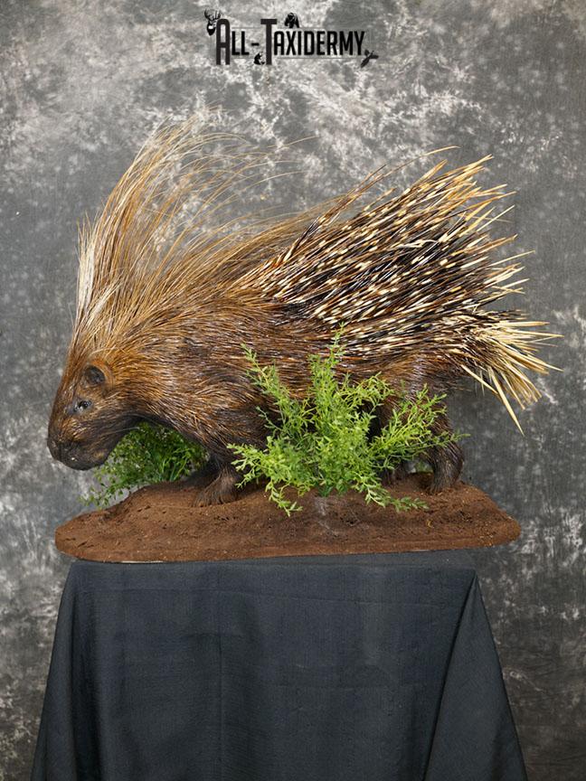 African porcupine taxidermy mount SKU 2306