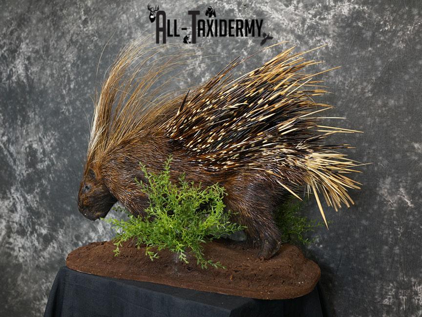 African porcupine taxidermy mount SKU 2306 - Image 2