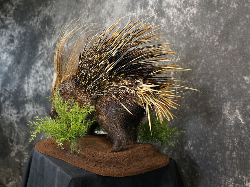 African porcupine taxidermy mount SKU 2306 - Image 9