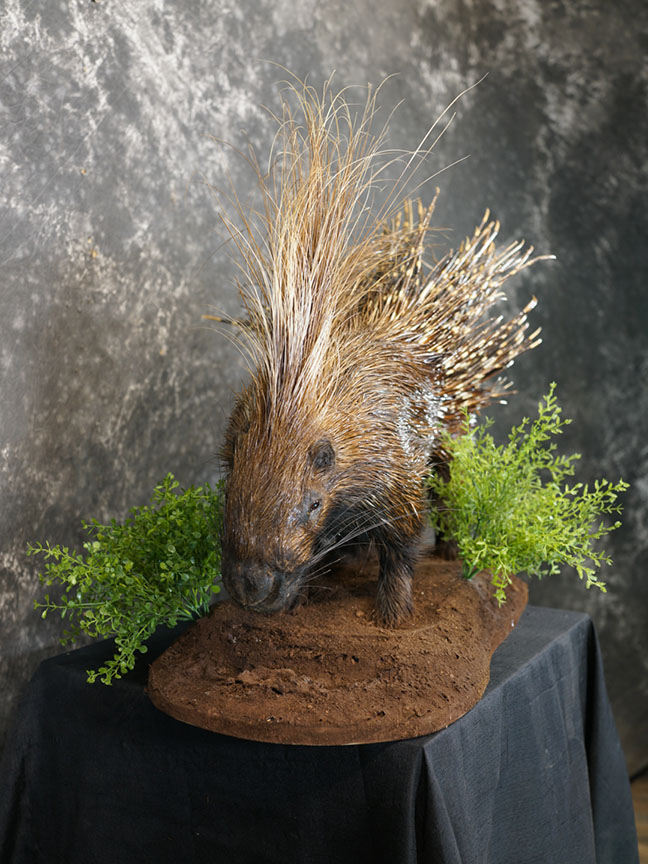 African porcupine taxidermy mount SKU 2306 - Image 7