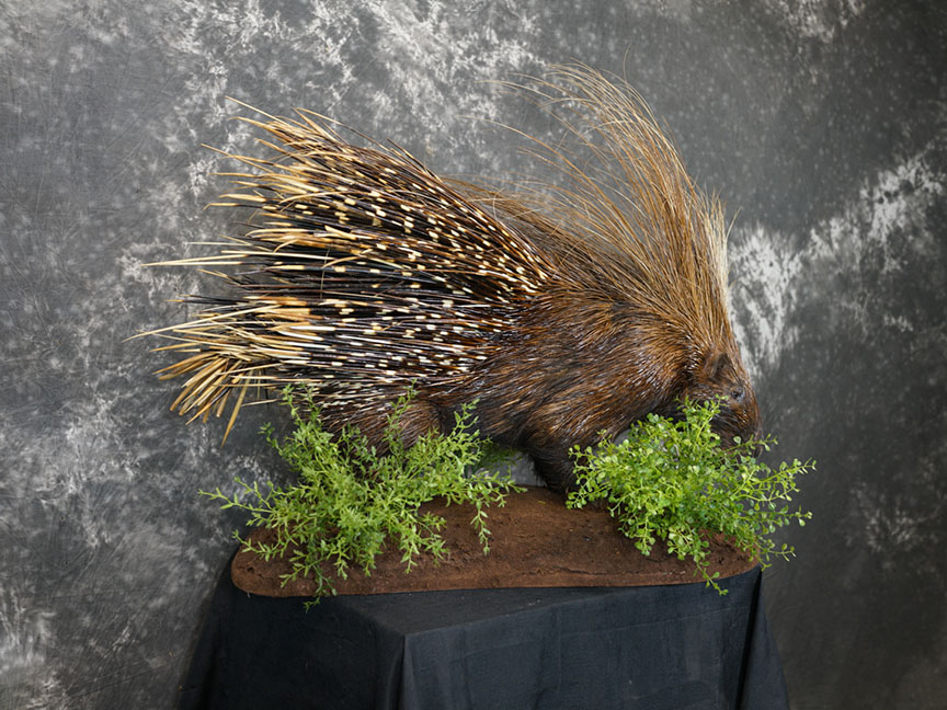 African porcupine taxidermy mount SKU 2306 - Image 6