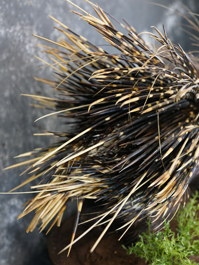 African porcupine taxidermy mount SKU 2306 - Image 5