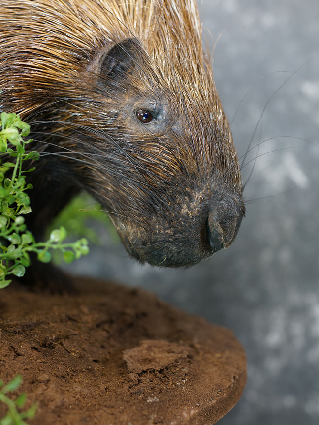African porcupine taxidermy mount SKU 2306 - Image 4