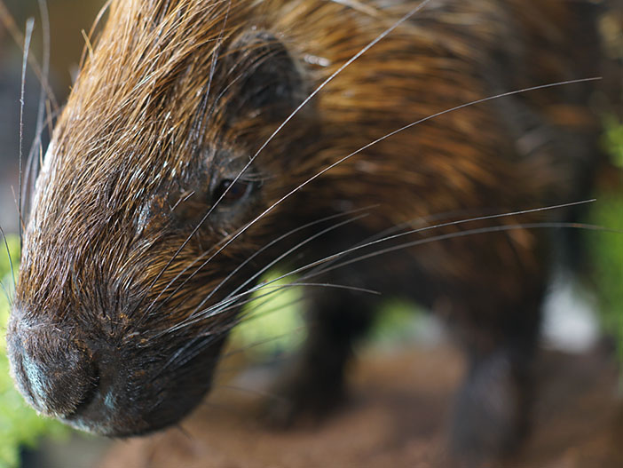 African porcupine taxidermy mount SKU 2306 - Image 3