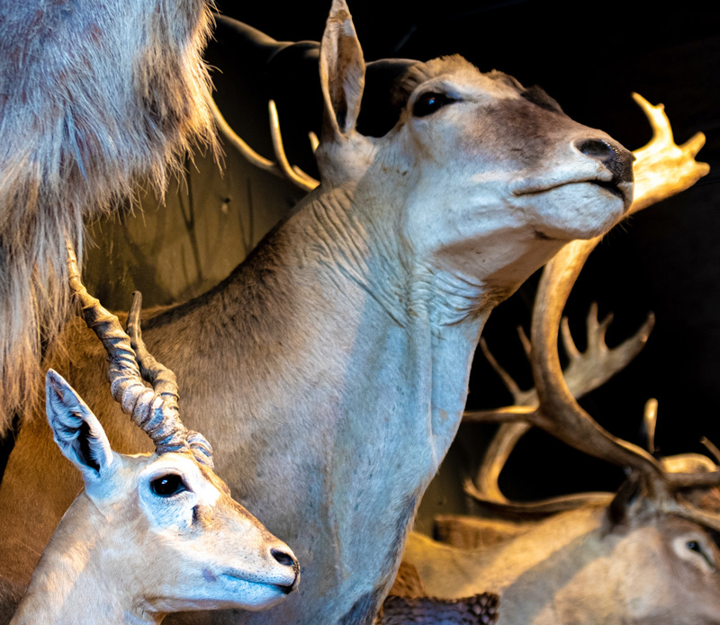 Cool Facts of Taxidermy