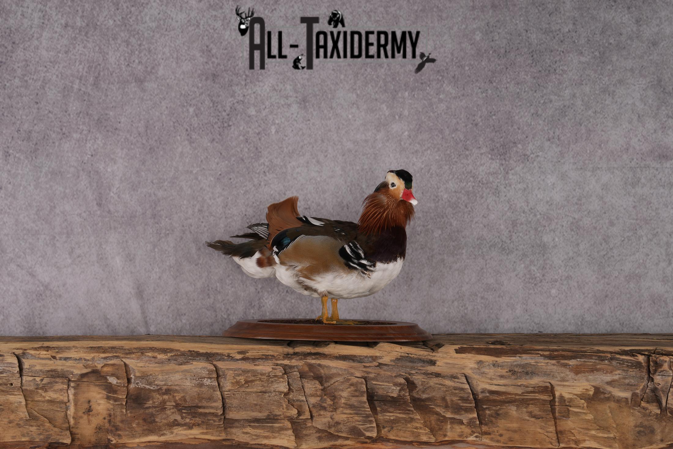 Mandarin Duck taxidermy mount SKU 2442 - Image 2