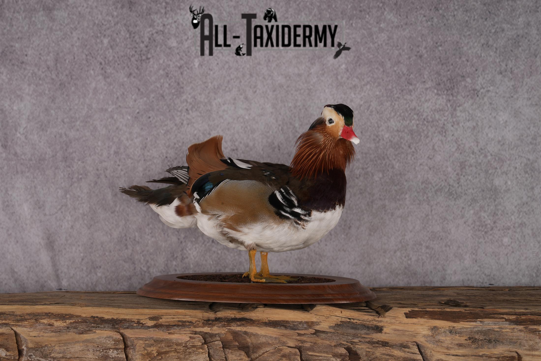 Mandarin Duck taxidermy mount SKU 2442 - Image 3