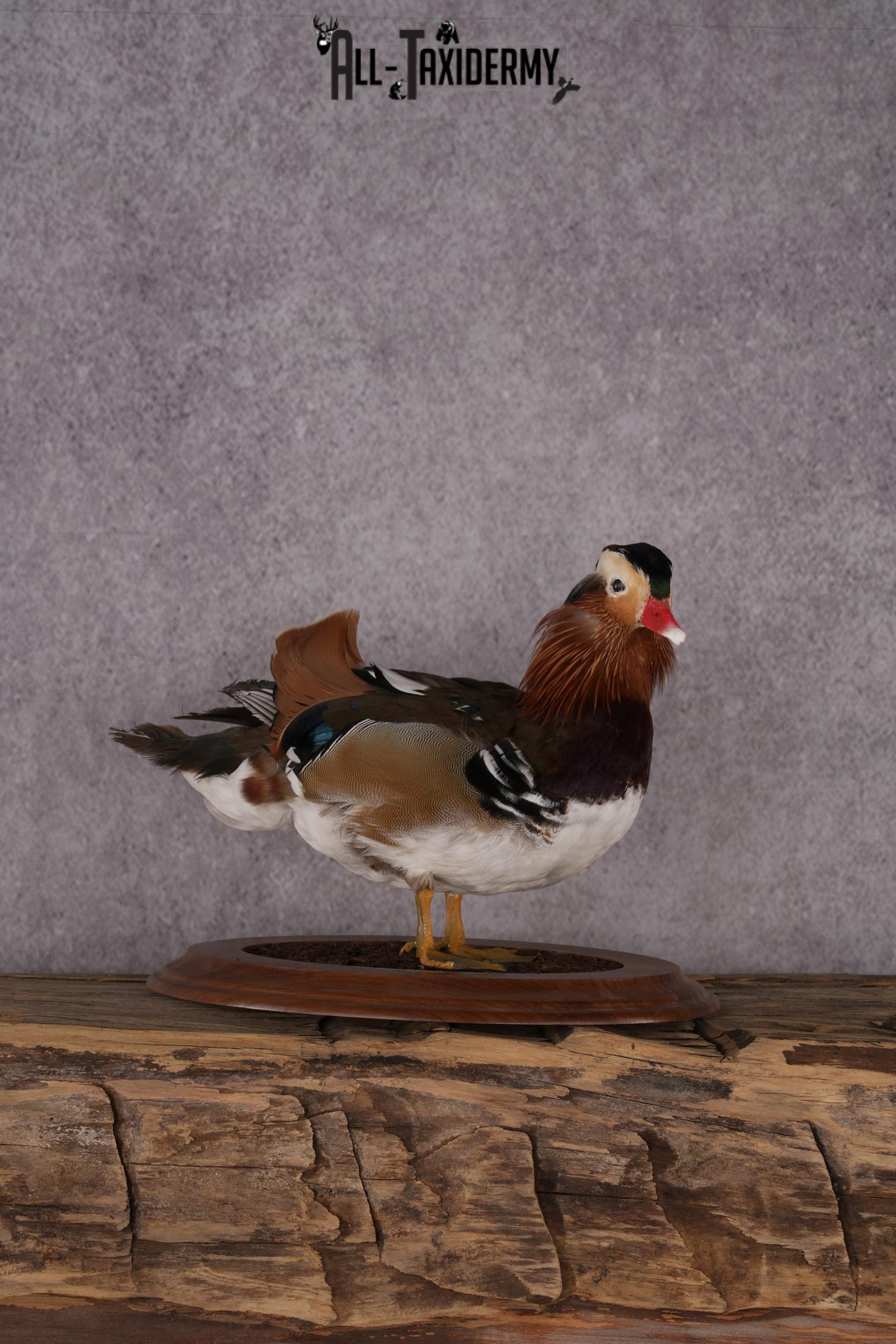 Mandarin Duck taxidermy mount SKU 2442 - Image 4