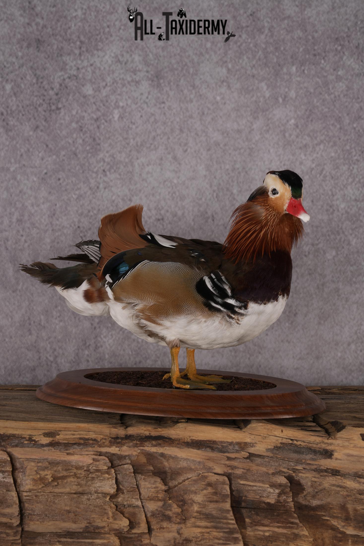 Mandarin Duck taxidermy mount SKU 2442