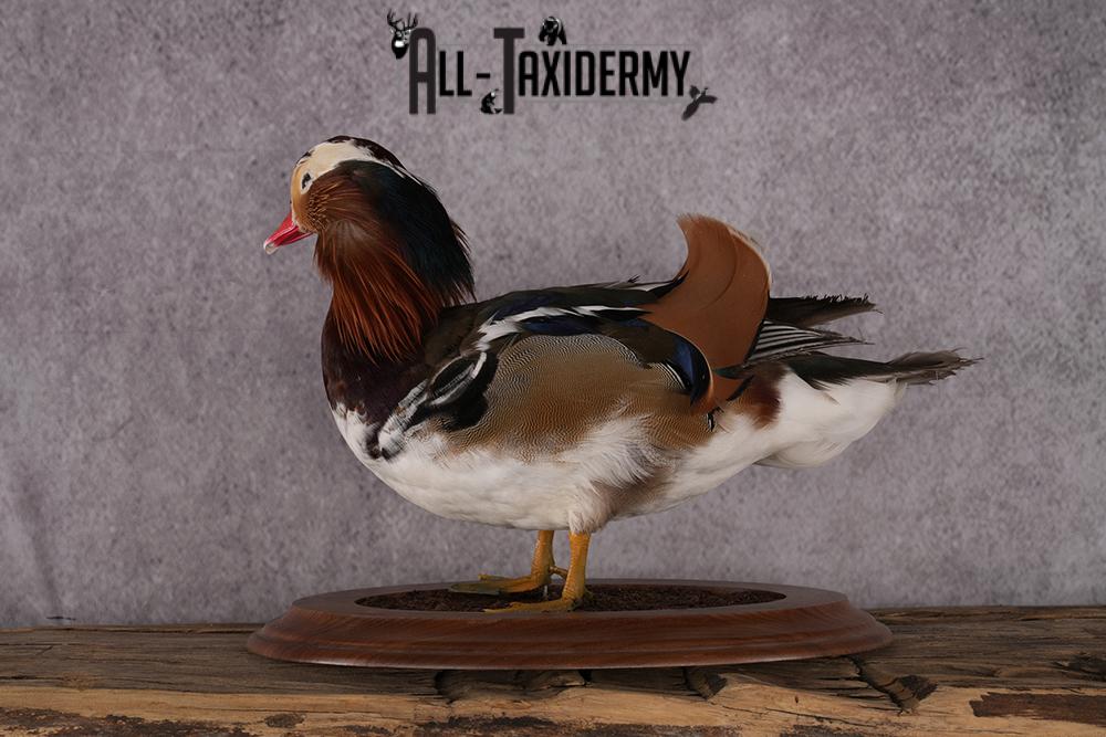 Mandarin Duck taxidermy mount SKU 2442 - Image 8