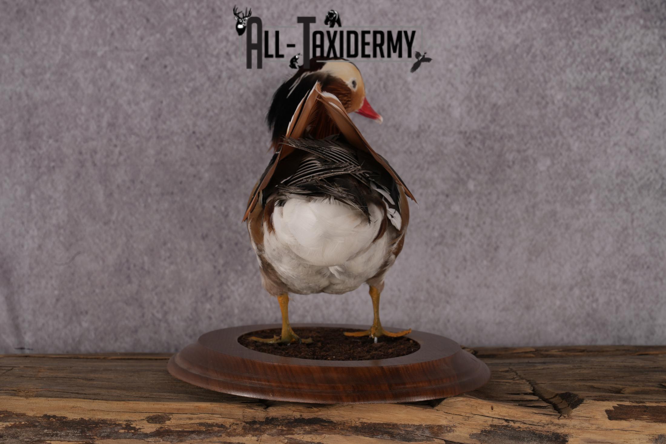 Mandarin Duck taxidermy mount SKU 2442 - Image 6