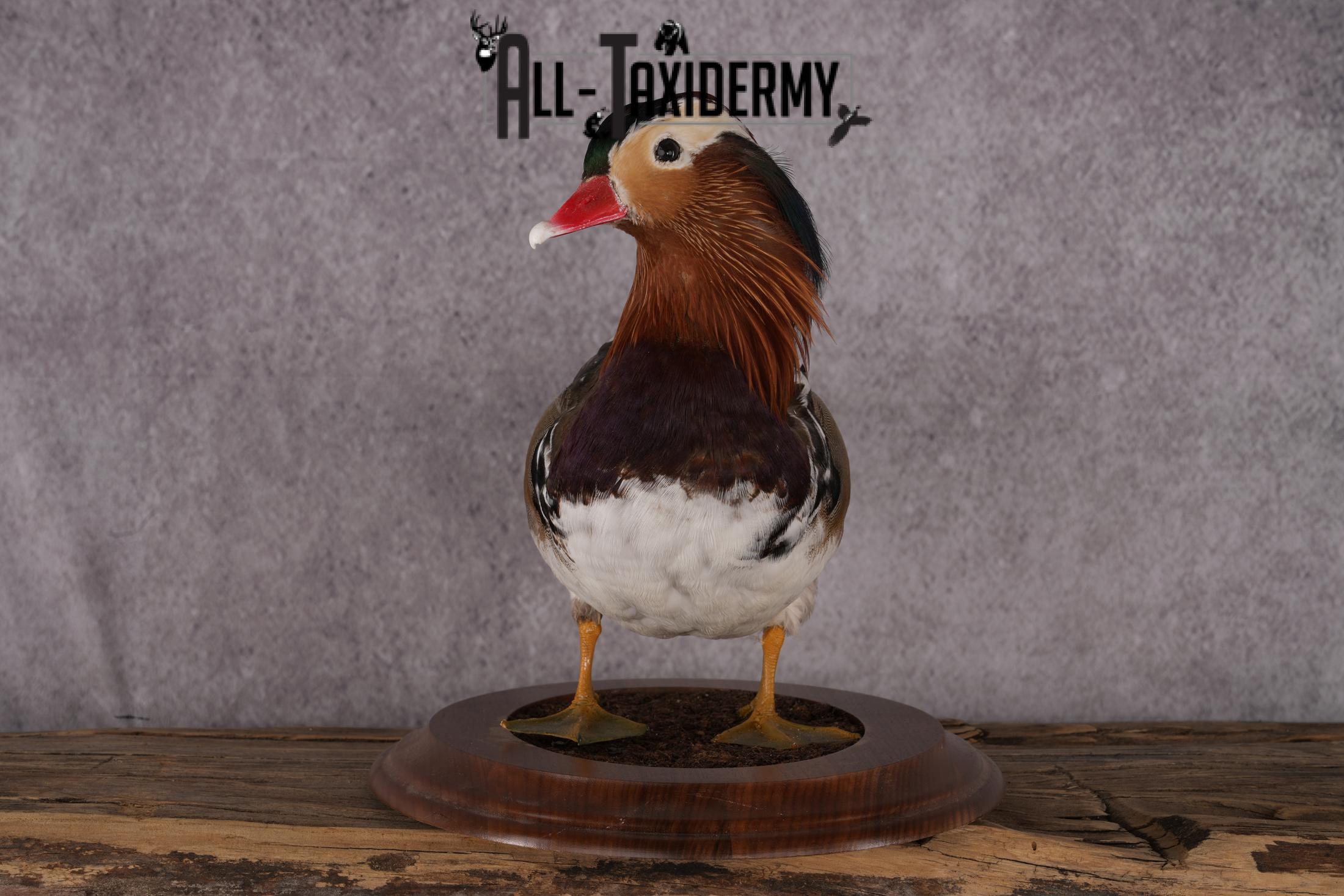 Mandarin Duck taxidermy mount SKU 2442 - Image 7