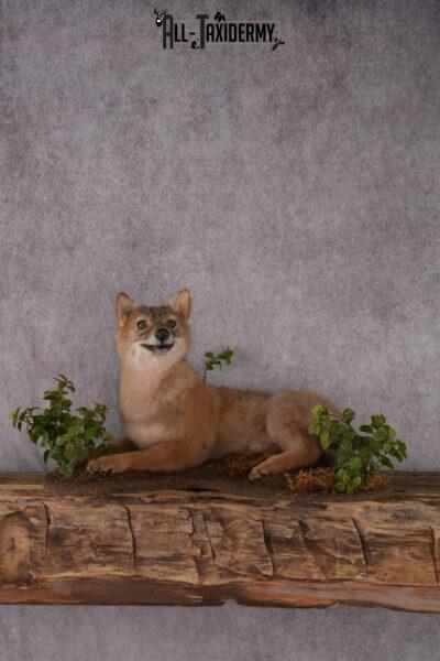Coyote Pup Taxidermy Mount SKU 2439