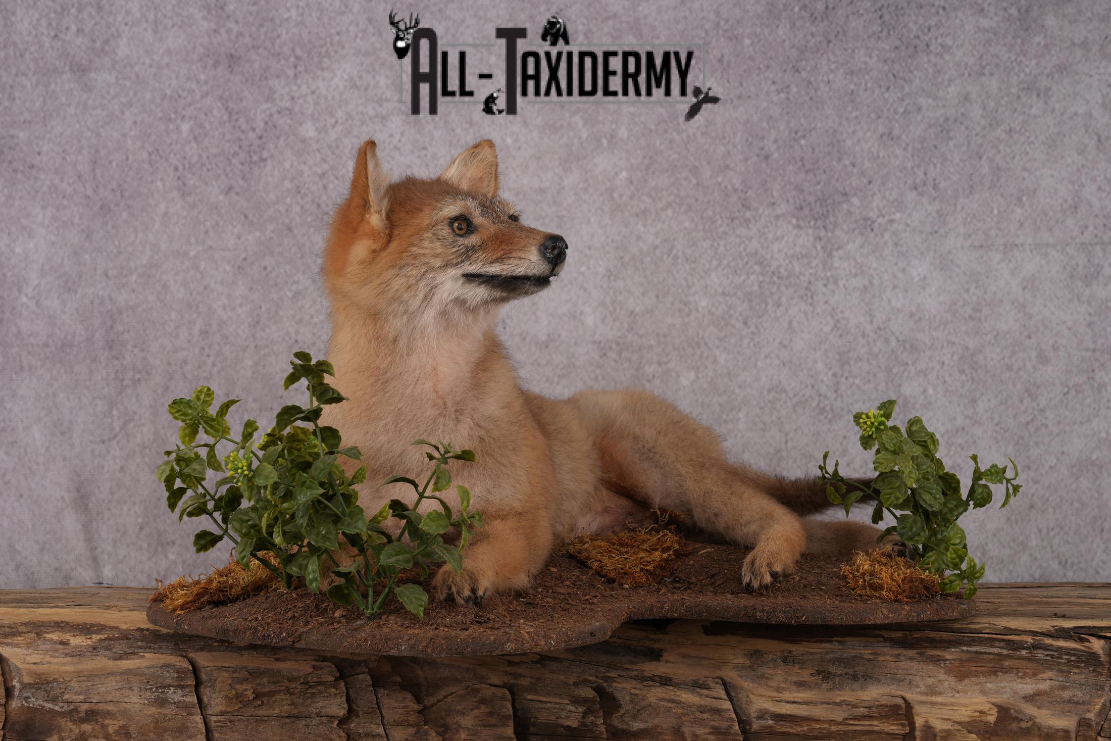 Coyote Pup Taxidermy Mount SKU 2439 - Image 3