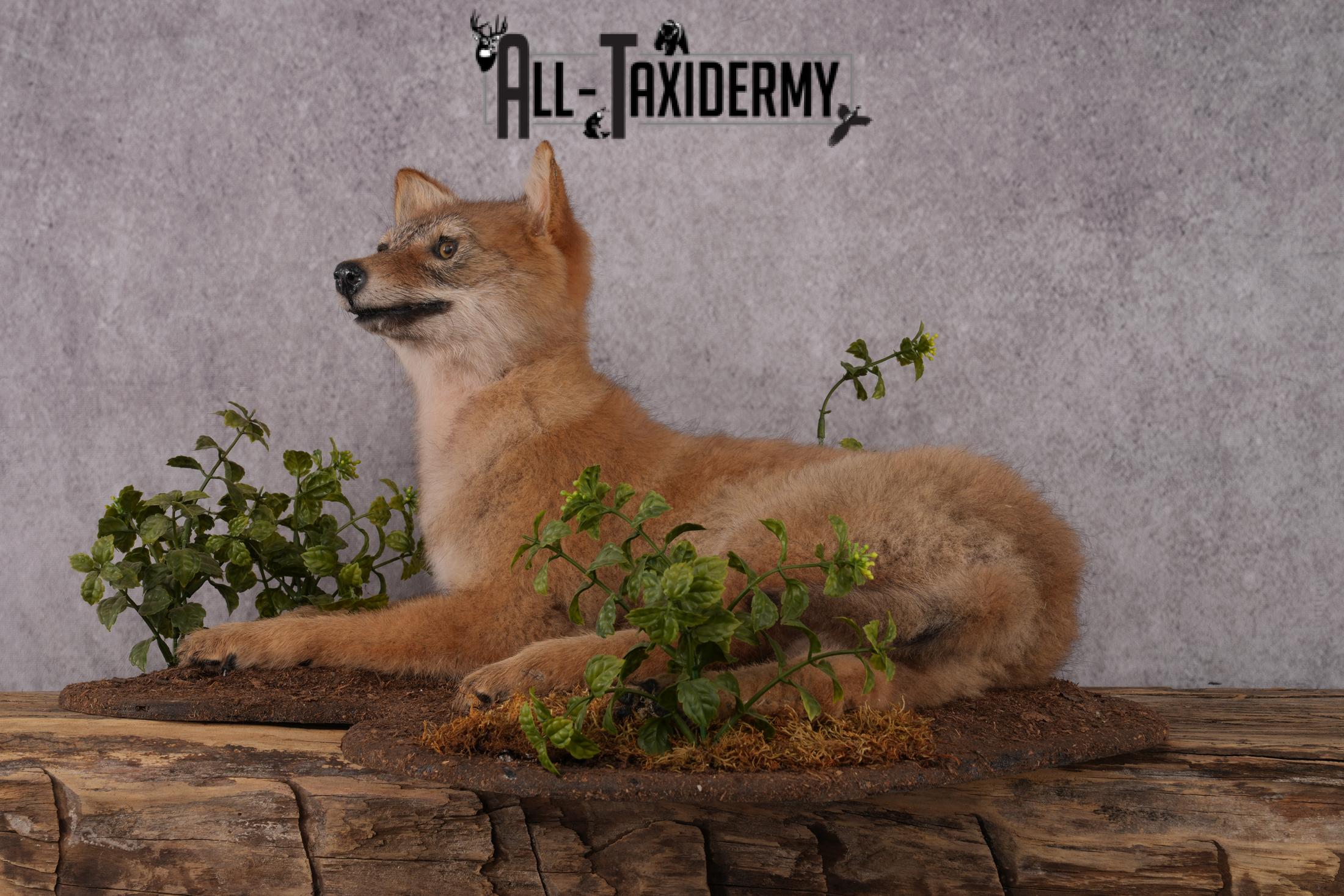 Coyote Pup Taxidermy Mount SKU 2439 - Image 4