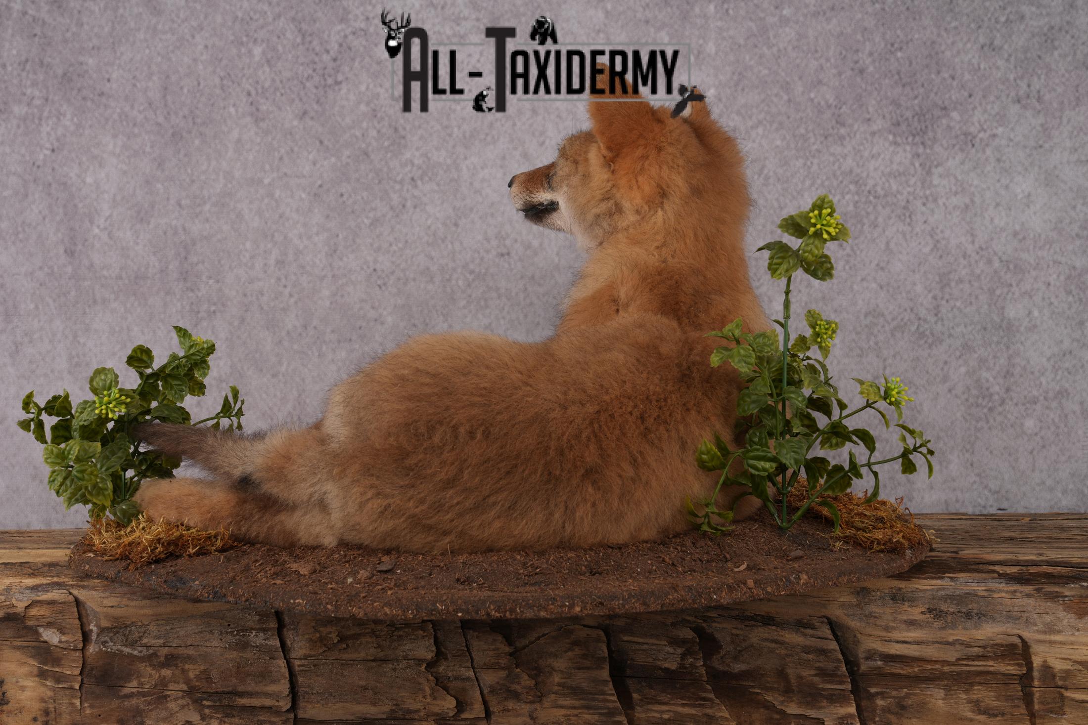 Coyote Pup Taxidermy Mount SKU 2439 - Image 5